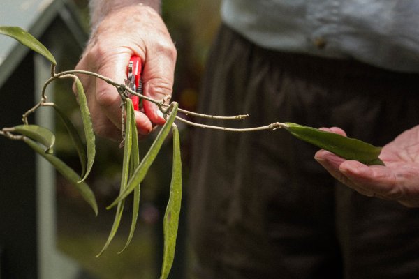 Hoya Kentiana can be easily propagated through cuttings of the stem