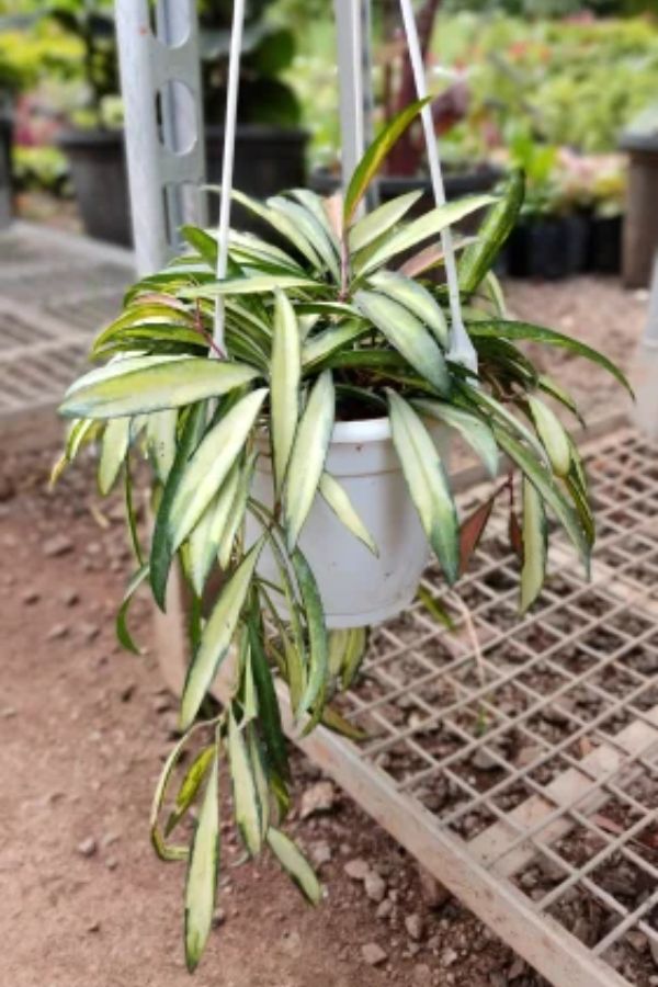 Hoya Kentiana is a tropical indoor plant