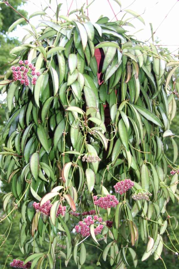 Hoya Kentiana known for its dark green, slender leaves and reddish-purple, ball-shaped flowers