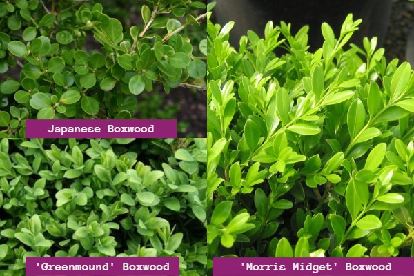 Japanese Boxwood, 'Greenmound' Boxwood, 'Morris Midget' Boxwood