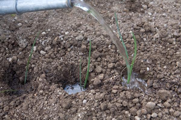 Leeks are seasonal spring vegetables