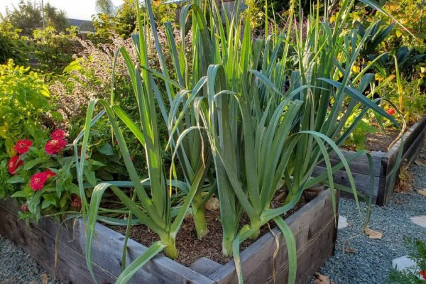 Leeks are versatile vegetable can be grown in various settings