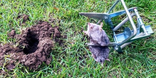 Natural repellents like castor oil, garlic, and hot peppers can keep gophers away