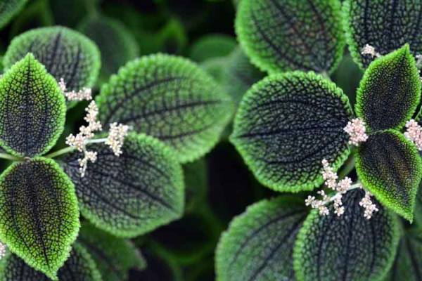 Pilea Involucrata also produce small flowers in summer