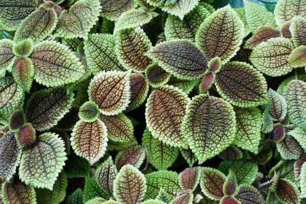 Pilea Involucrata has unique foliage with a bright green edges and red hue undesides