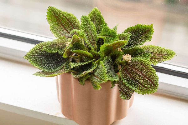 Pilea Involucrata