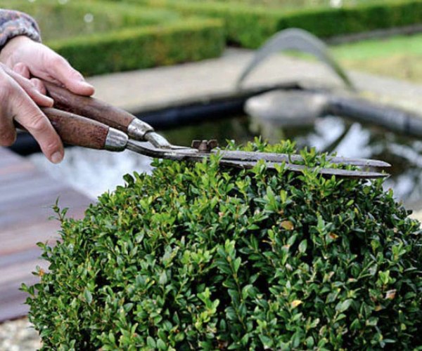 Regular annual trimming helps keep your boxwood plant neatly shaped