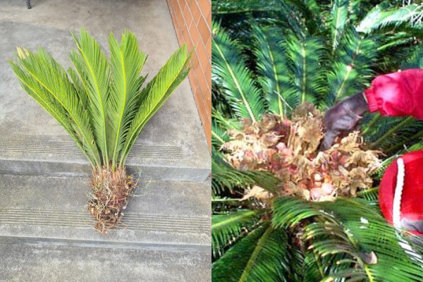 Sago Palm can be propagated either by division of plants or seedlings