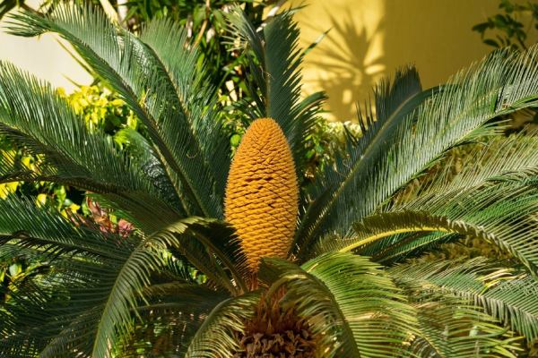 Sago Palm do not bloom rather it form quite large, cone-like structures on each plant