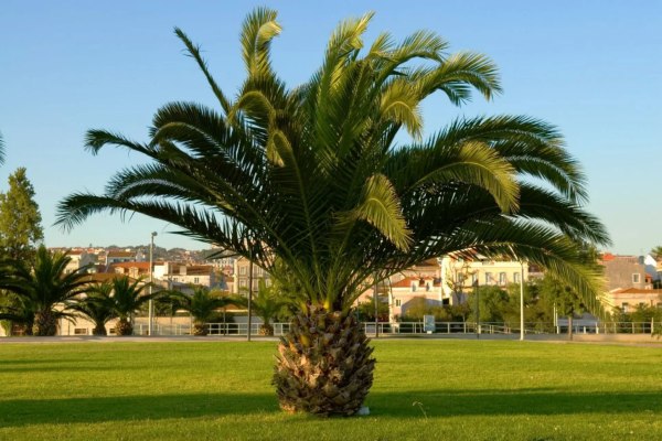 Sago Palm grow up to 10 feet high