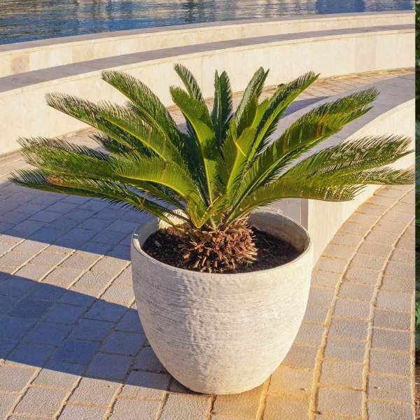 Sago Palm is suited for container gardening