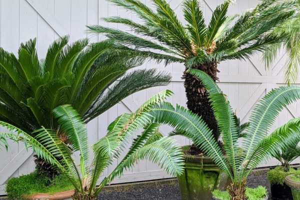 Sago Palm