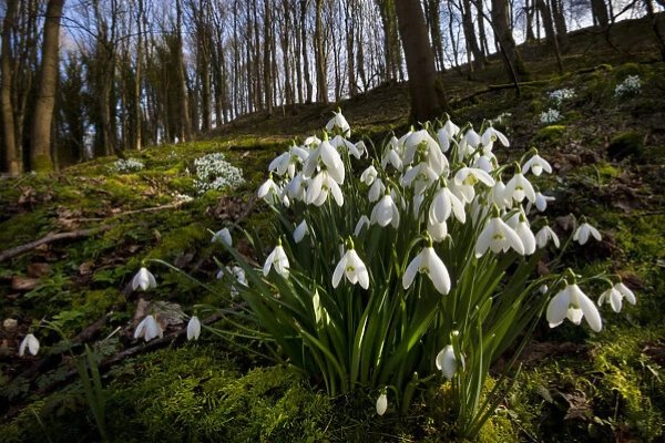 Snowdrop can be found in broadleaved woodland and along riverbanks, parks, garedens