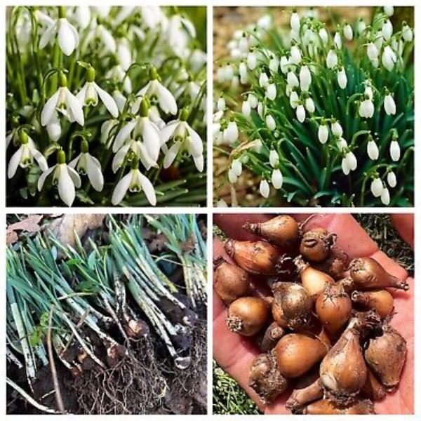 Snowdrop can easily propogated through bulbs