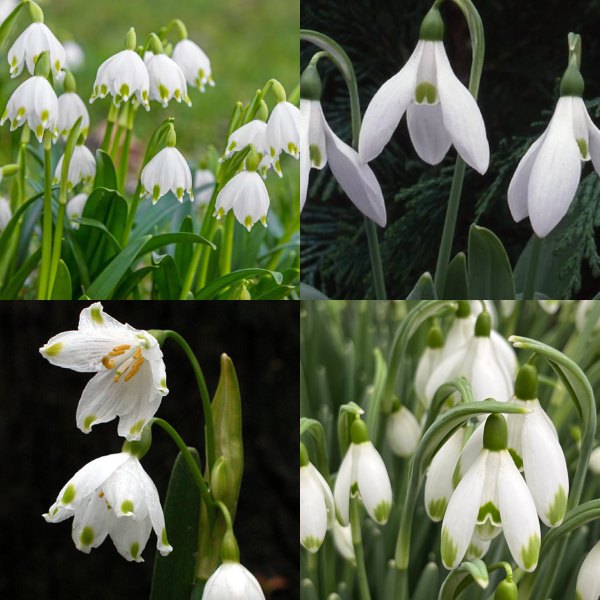 Snowdrop comes in several varieties