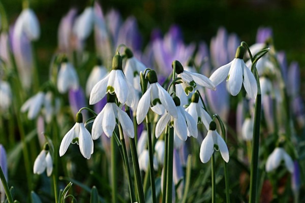 Snowdrop