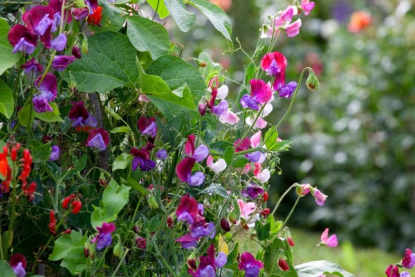 Sweet Peas are fragrant flowering plants, well-known for their lovely, pastel-colored blossoms