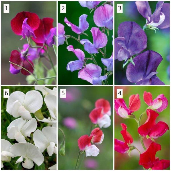 Sweet Peas comes in different variety