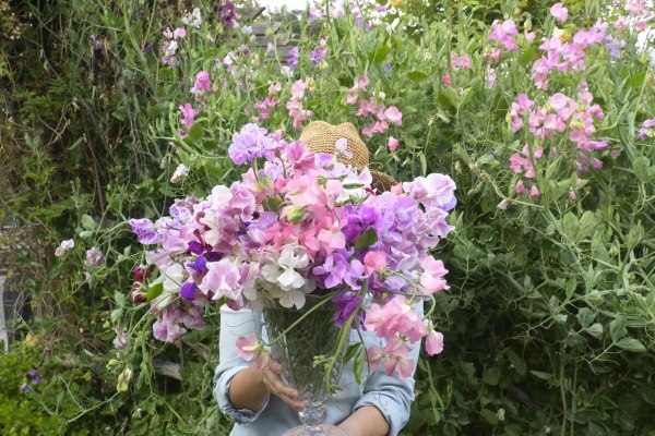 Sweet Peas