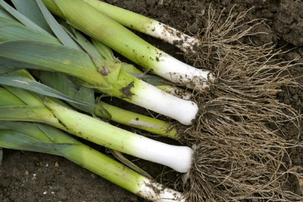 Unlike green onions, leeks don't produce bulbs