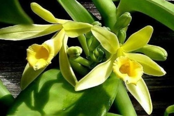 Vanilla Beans Orchids is vining orchid whose pods ared edible