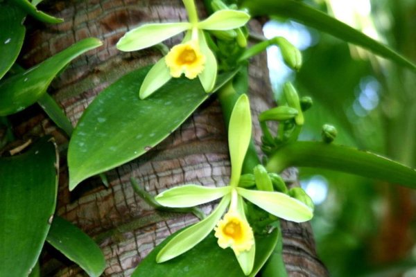 Vanilla Beans Orchids