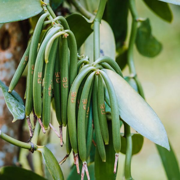 Vanilla Beans is consider as the second most expensive spice after saffron