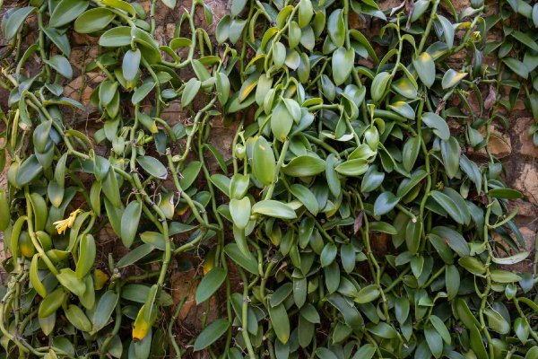 Vanilla bean orchids have aerial roots that wrap around trees