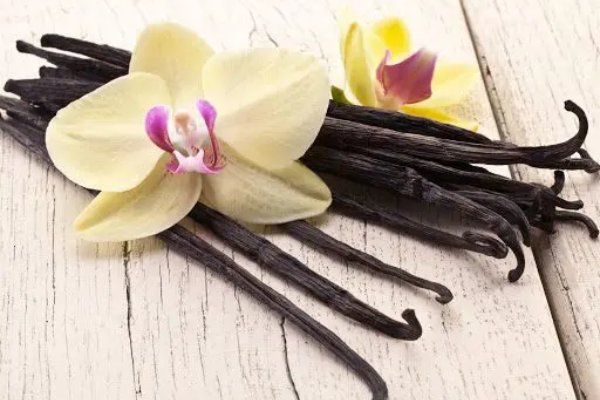 Vanilla bean orchids seed pods are mainly used to extract natural vanilla flavoring