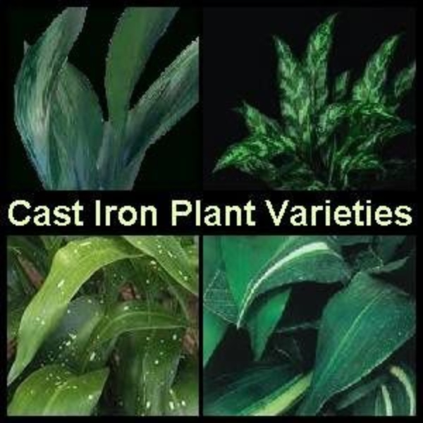 Varieties of Cast Iron Plant