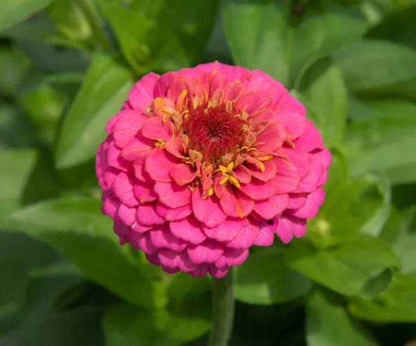 Zinnias (1)