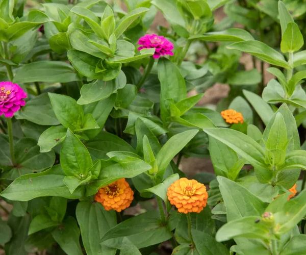 Zinnias (2)