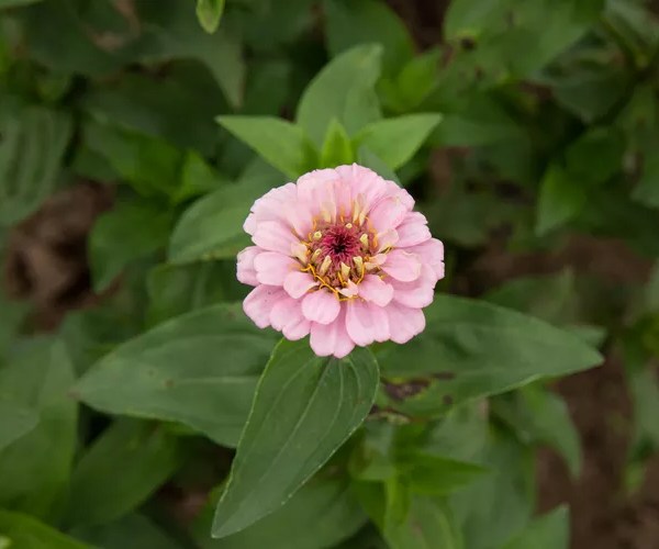 Zinnias (3)