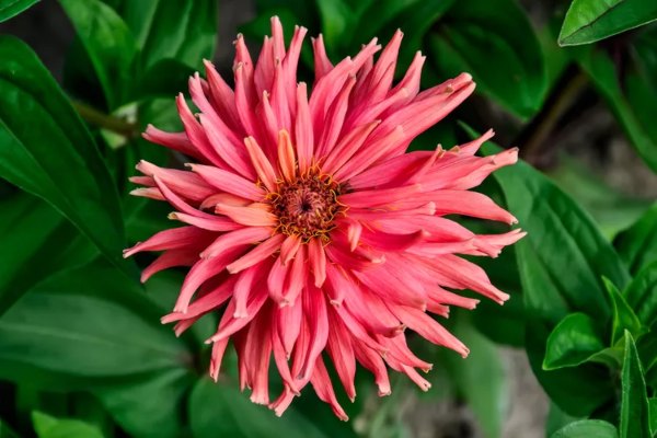 Zinnias