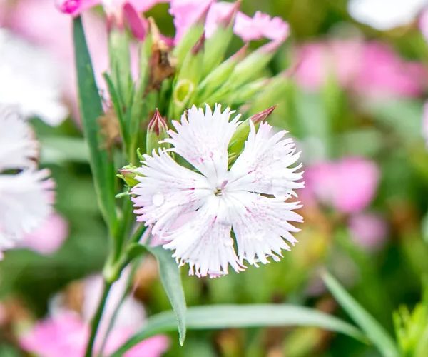 dianthus