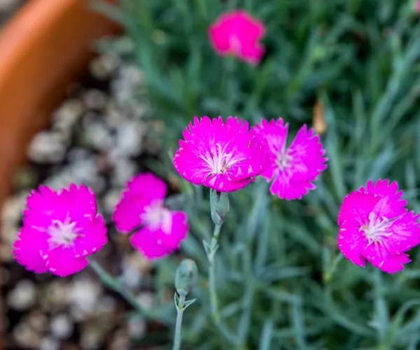 dianthus