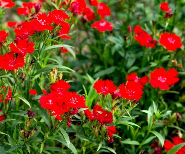 dianthus