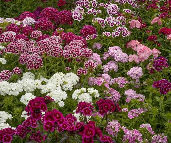 dianthus