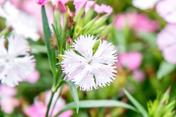 dianthus