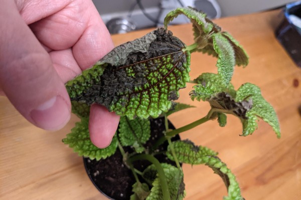 direct sunlight can burn Pilea's leaves