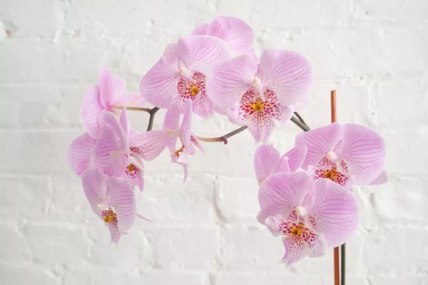 orchid