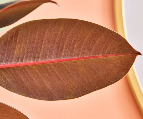 rubber plant (2)