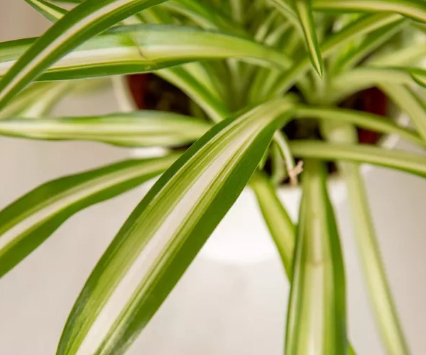 spider plant