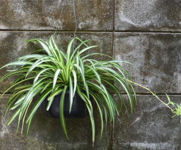 spider plant 