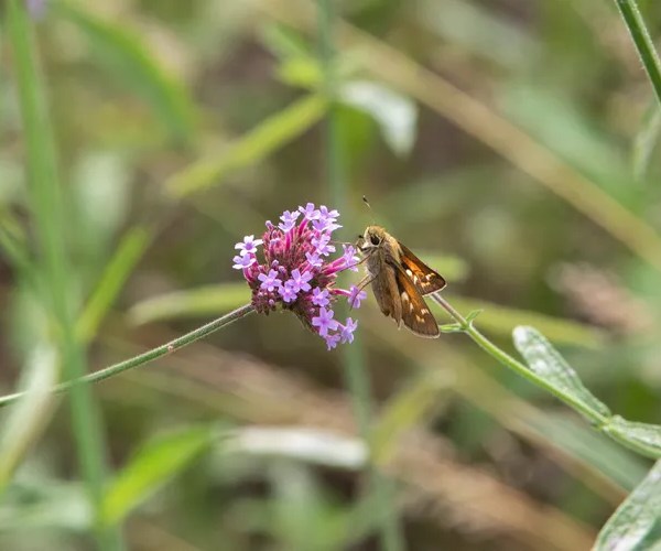 verbena 