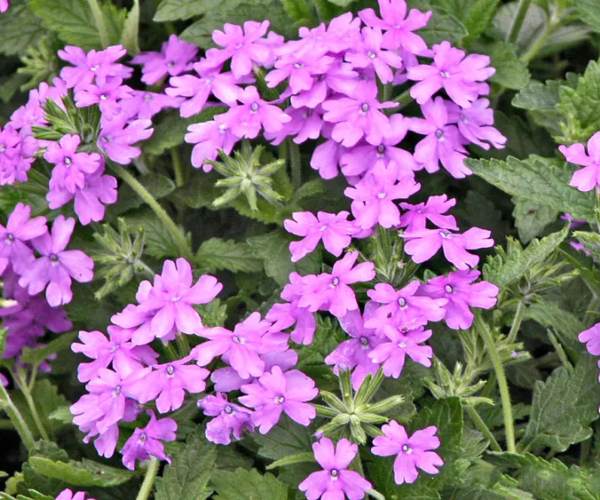 verbena 