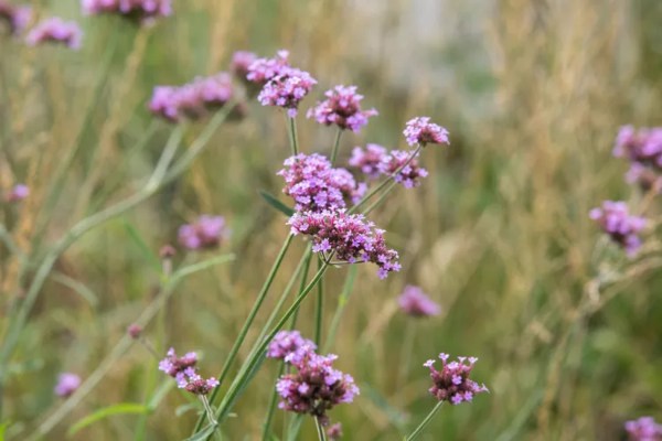 verbena