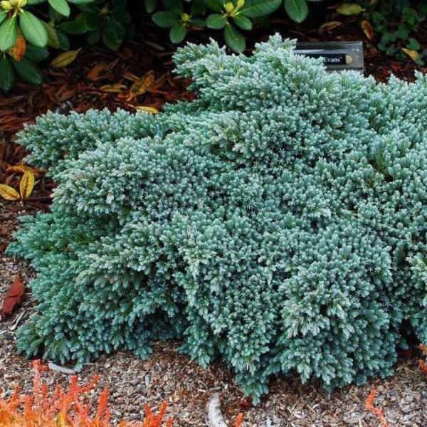 Blue Star Juniper is a compact evergreen shrub