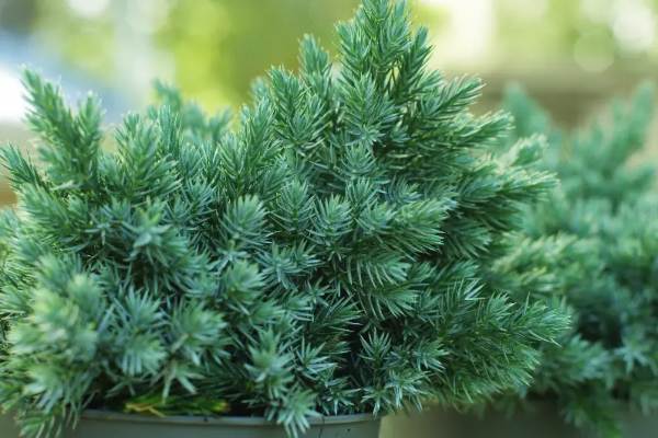 Blue Star Juniper is popular for its striking silver-blue foliage and star-like needle clusters