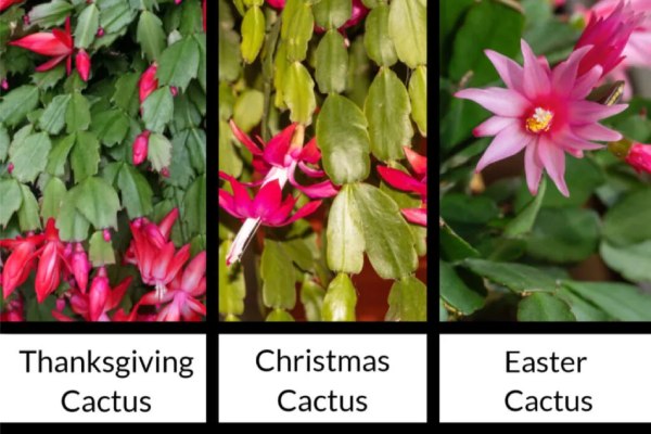 Christmas, Thanksgiving, and Easter Cactus